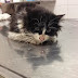 Νεότερα για το τραυματισμένο μωρό γατάκι...