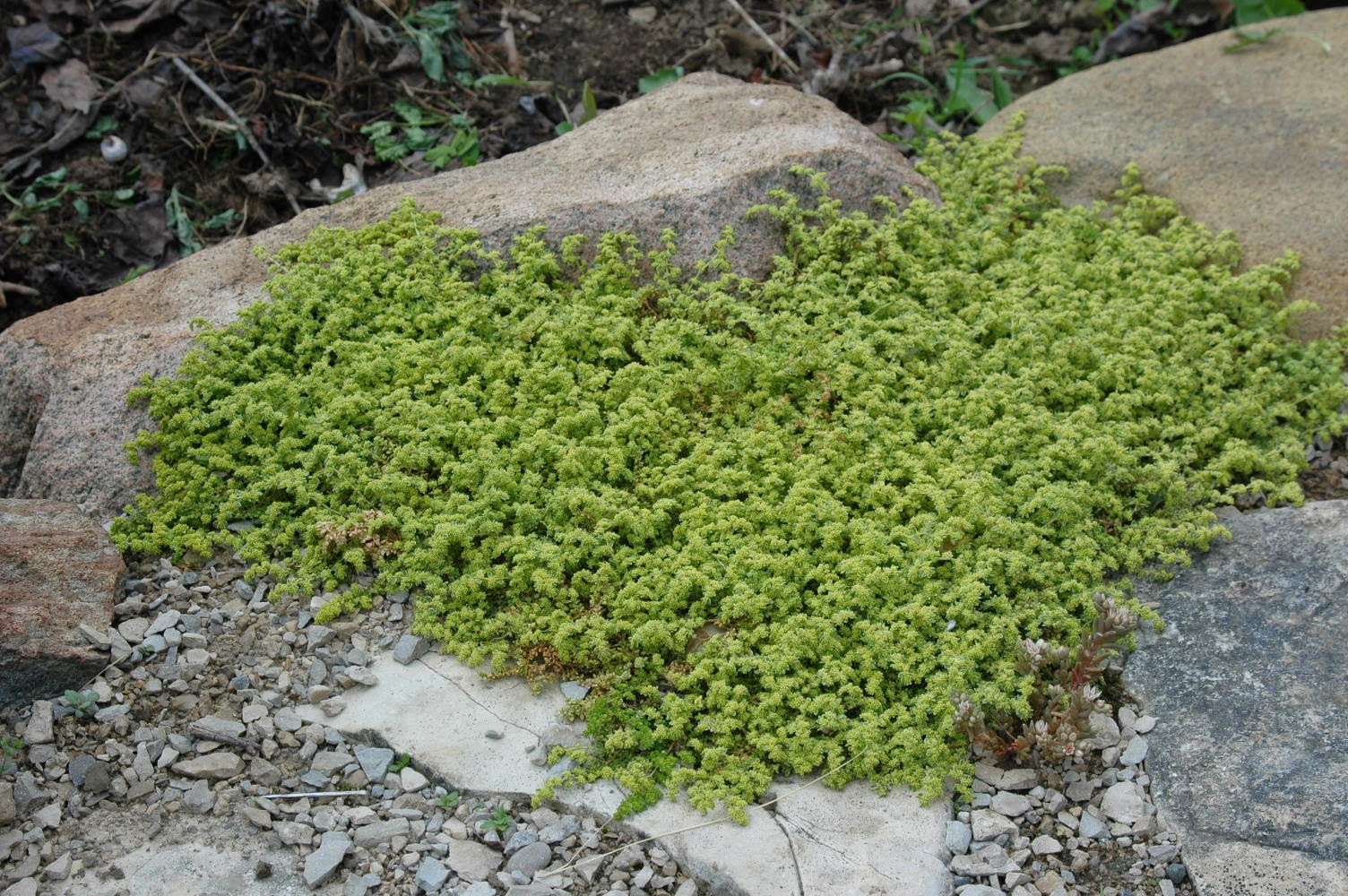 sedum requieni
