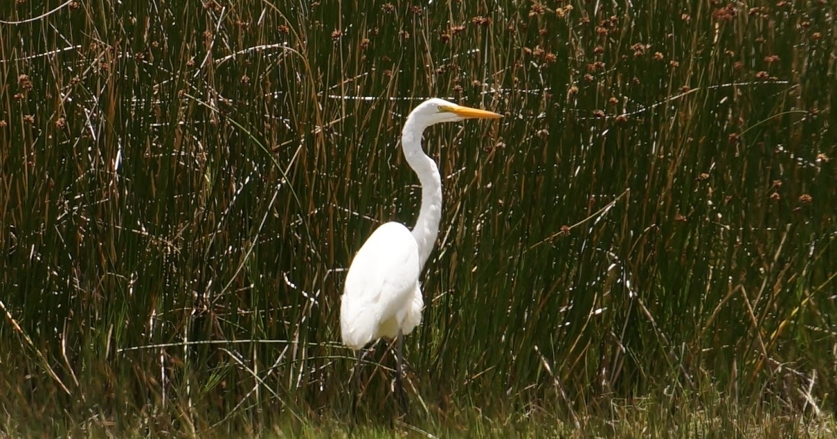 南米野鳥図鑑 ダイサギ 英語名 Great Egret スペイン語名 Garza Grande 学名 Ardea Alba