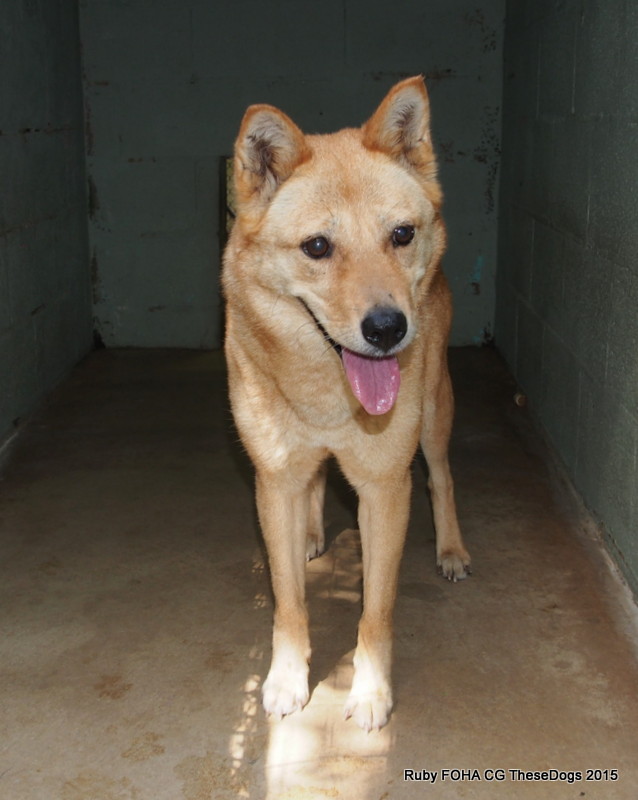 Jindo lab mix