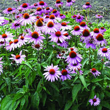 Echinacea purpurea, cúc tím, cúc dại Echinacea purpurea, cúc tím, cúc dại