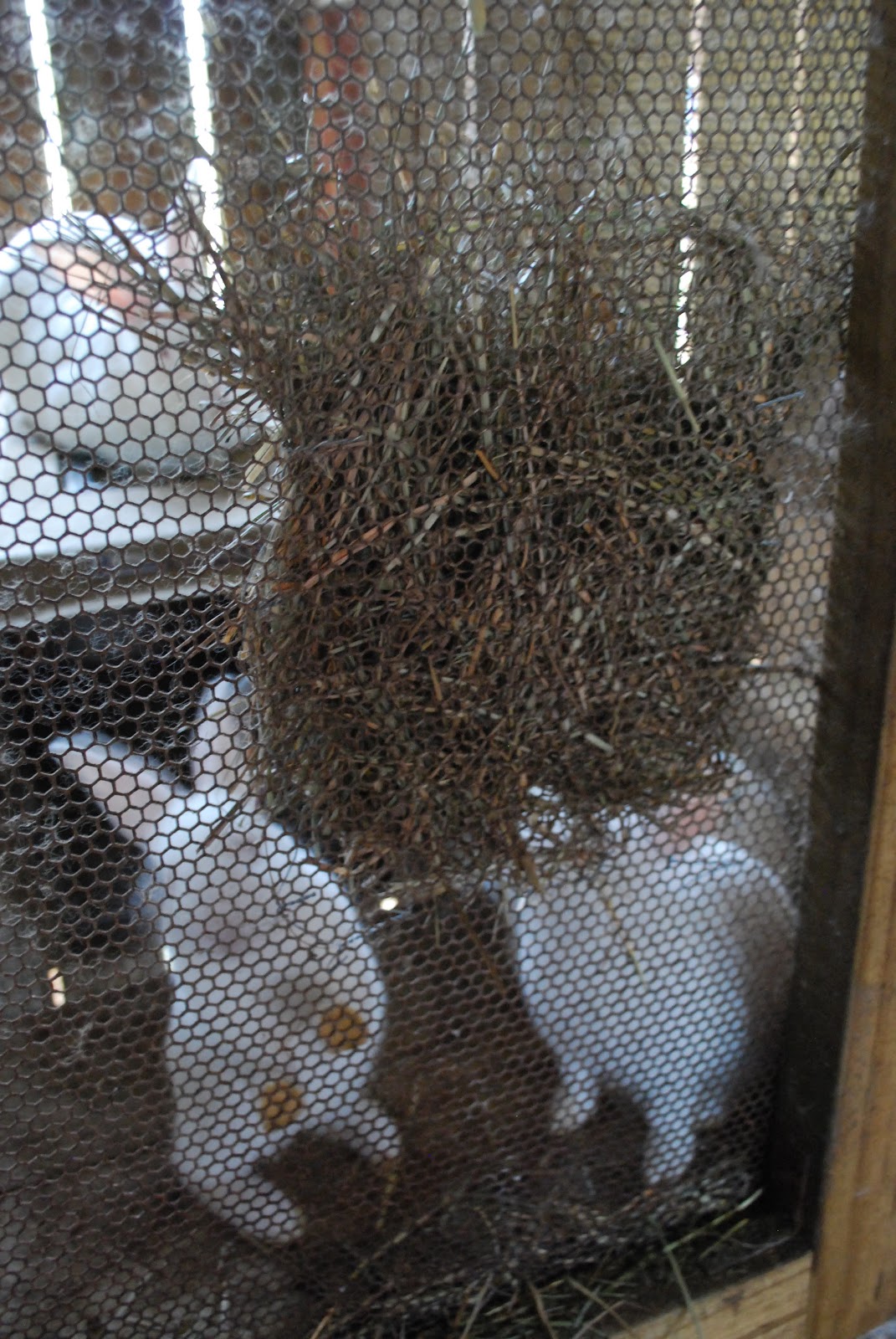 HighTail Farms Quick and easy rabbit hay nets