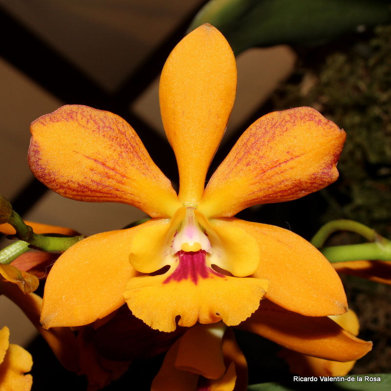 Ricardo's Blog, Yamadara Queen Adelia