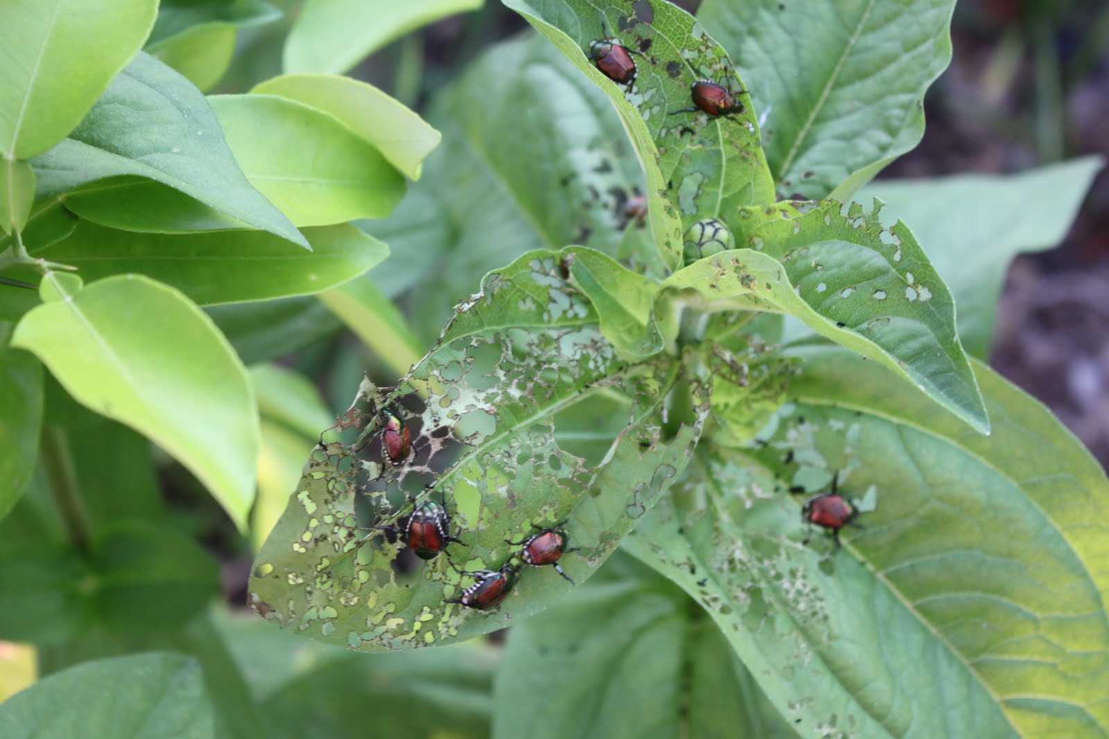 Melinda Beth Random Randomness