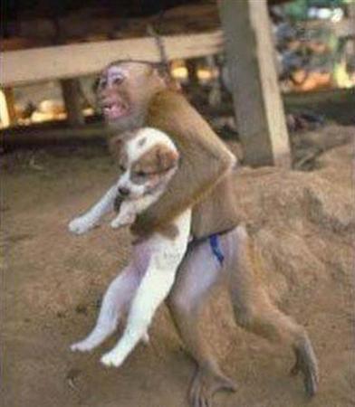 Funny Animal Pictures Funny Animal Pictures
