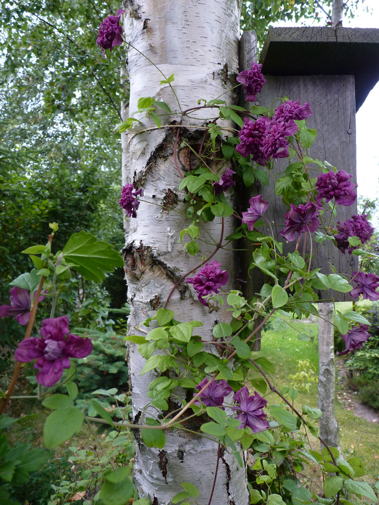 Høneballehaven pÃ¥ samsø: grÃ¥vejr, skyggeplanter og et nordbed Billeder af gårdhave