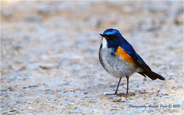 emphoka, photo of the day, Ambika, Panasonic DMC-FZ200 emphoka, photo of the day, Ambika, Panasonic DMC-FZ200