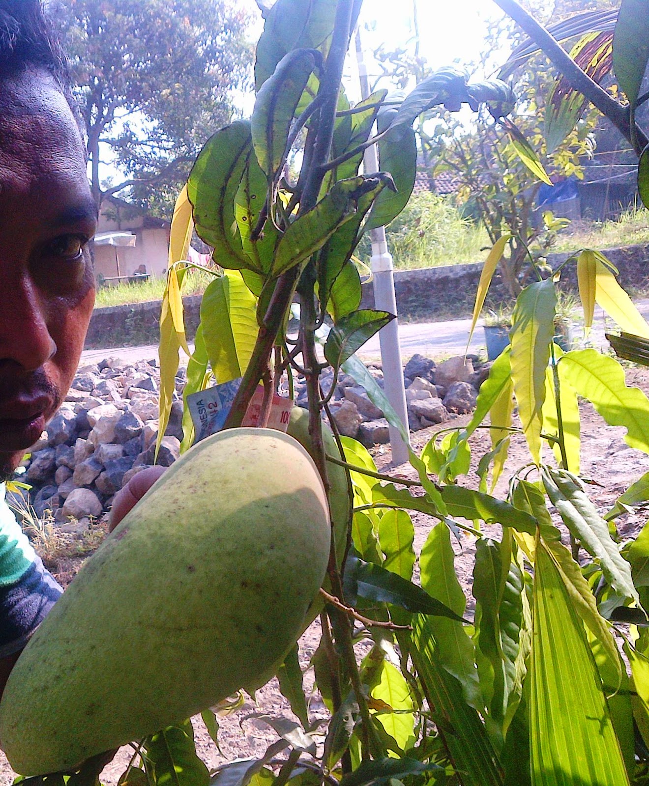 PD Mekar Tani Abadi Tabulampot Durian Mhontong