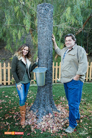 DAVE LOWE DESIGN the Blog: Tap-able Tree for Tanya