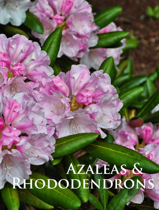 Three Dogs in a Garden Azaleas and Rhododendrons