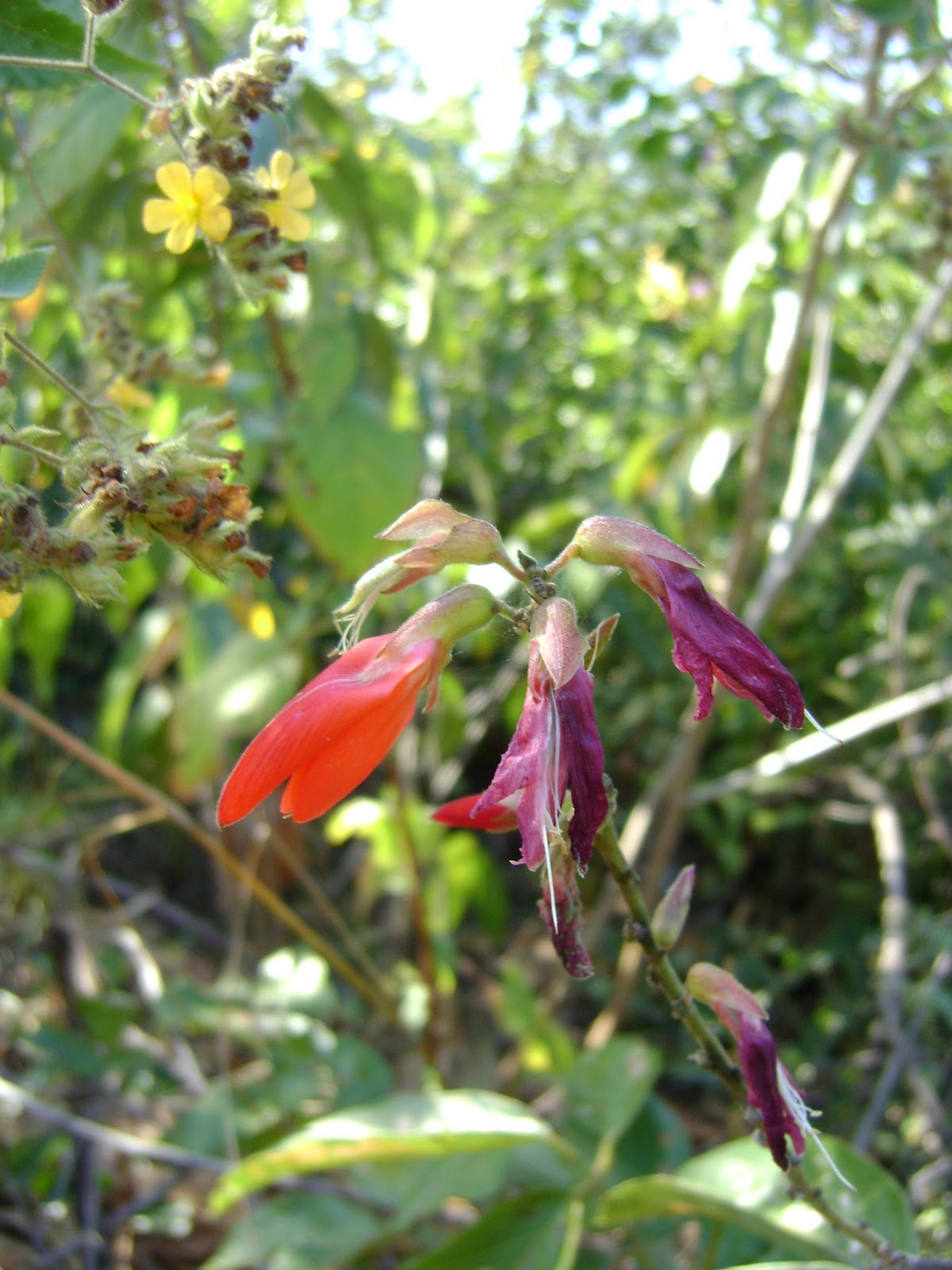 The Flowering plants Leguminosae Fabaceae Fabaceae Camptosema