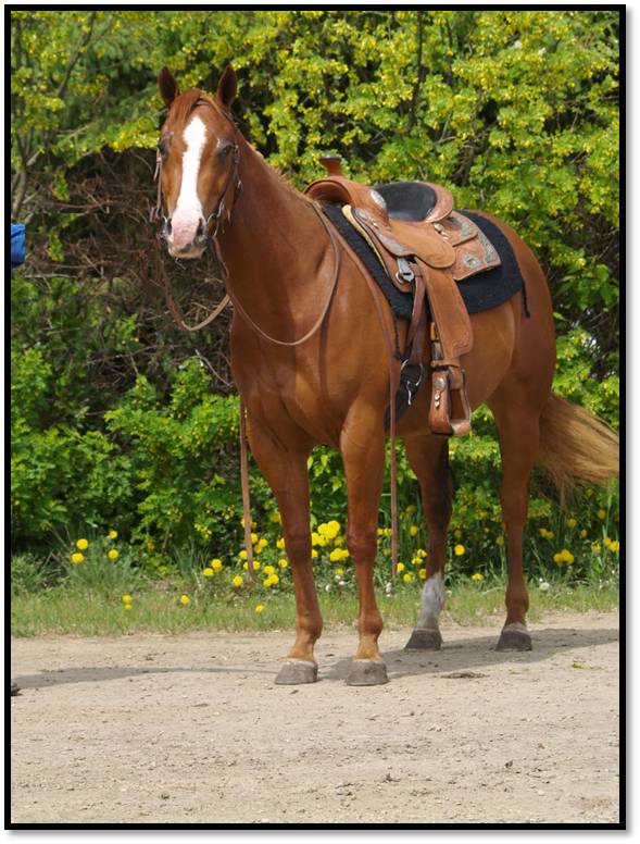 The Australian Quarter Horse