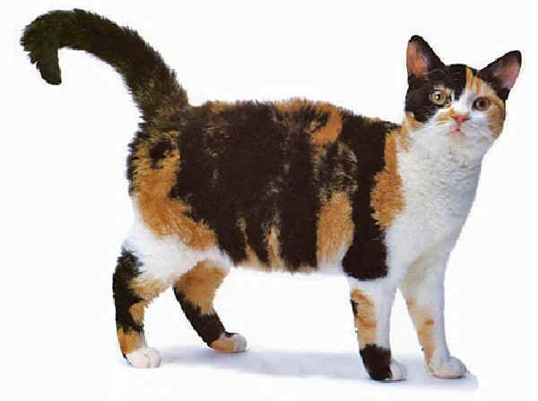 American Wirehair Cat History