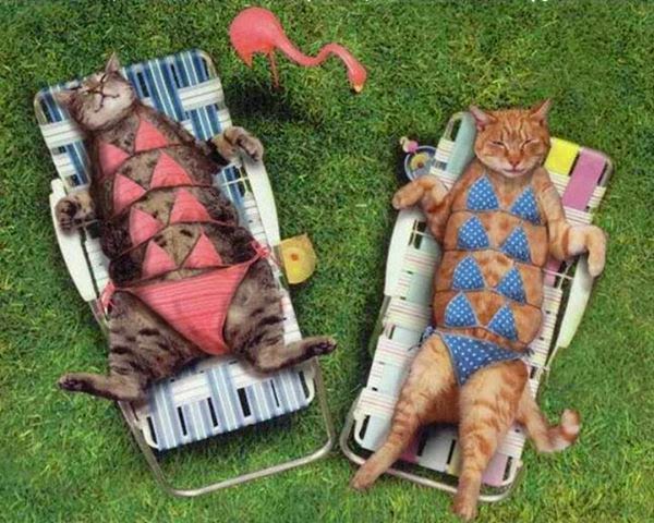 gambar kucing - gambar kucing