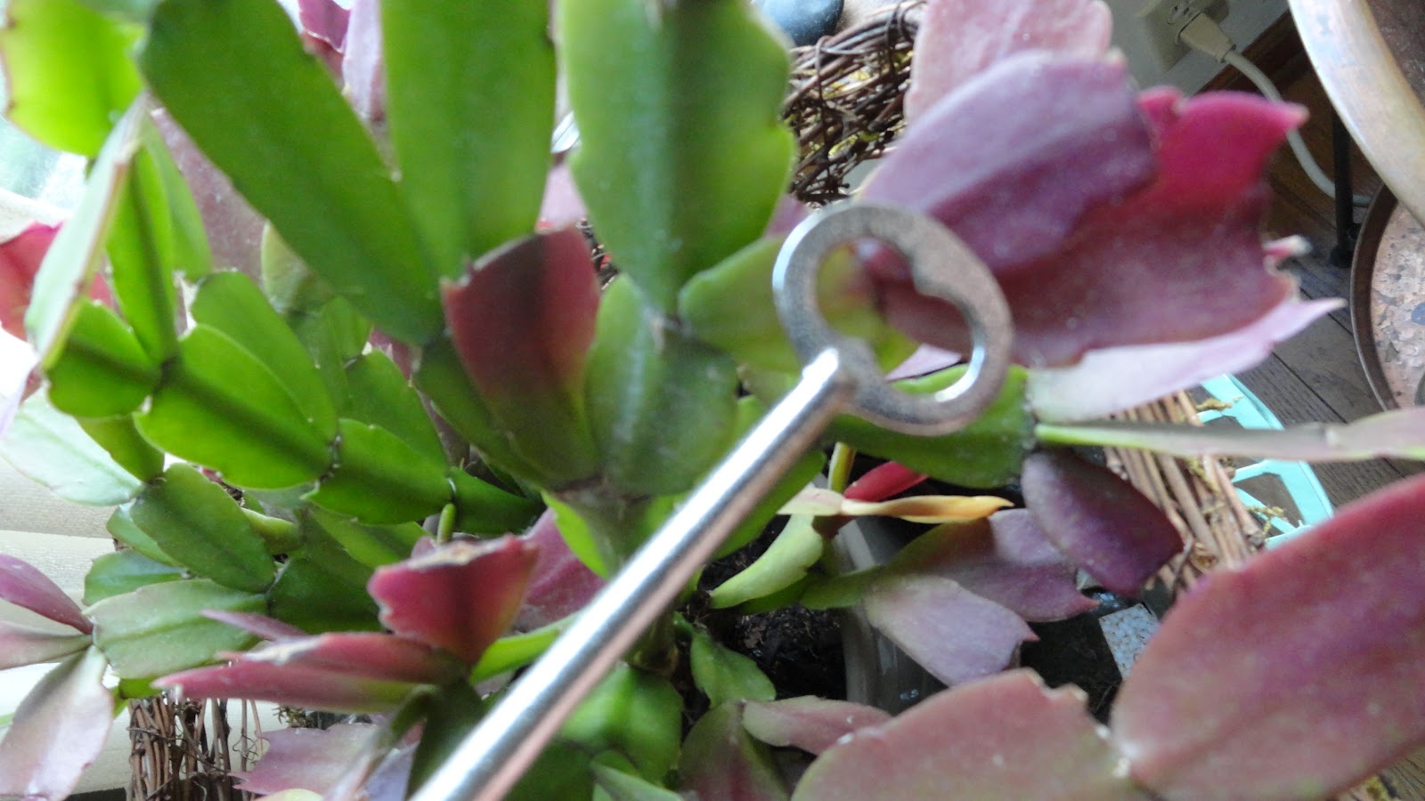 AP Bio Blog 2012 Modified stem of a plant