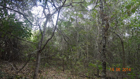 Caatinga