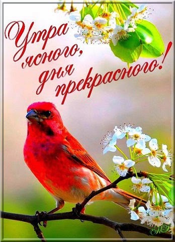утра прекрасного картинки онлайн утра прекрасного картинки