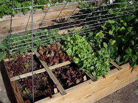 Homestead Revival: Square Foot Gardening Template