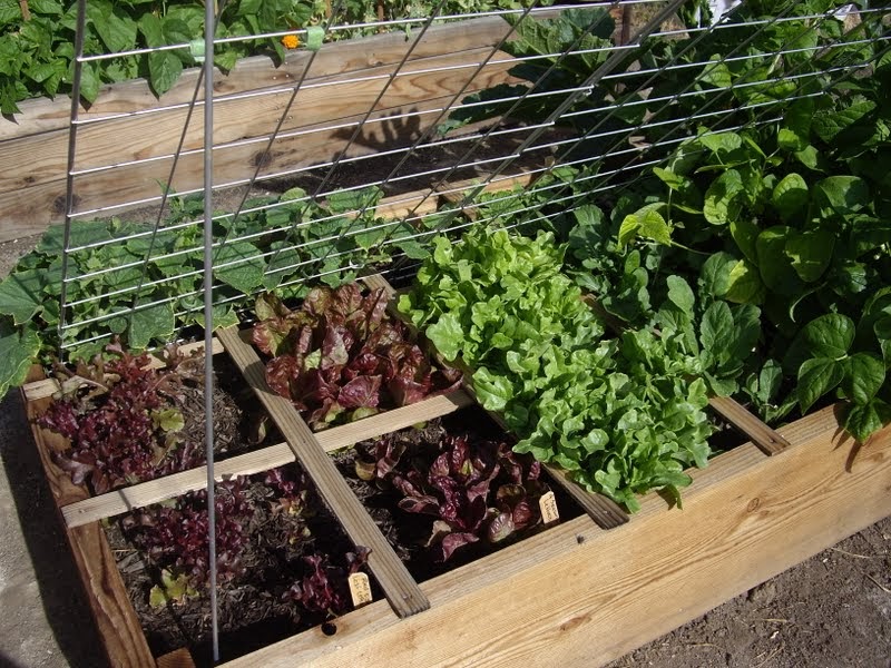 Homestead Revival: Square Foot Gardening Template