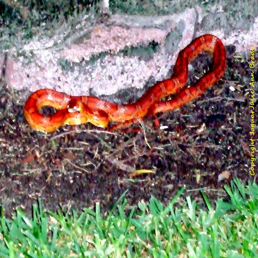 Red Rat Snake Coiled Up in Jacksonville Florida Red Rat Snake Coiled Up in Jacksonville Florida
