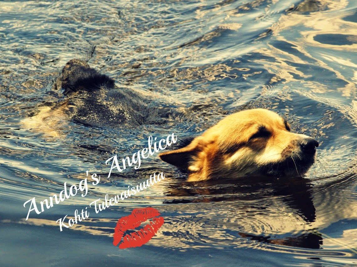 Anndog's Angelica -kohti tulevaisuutta
