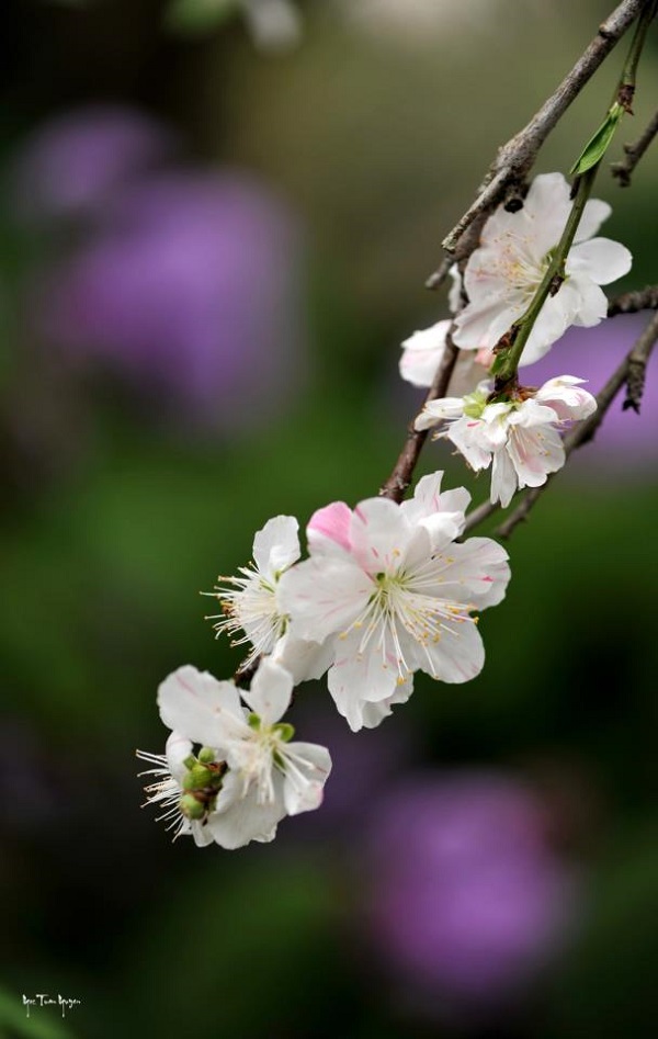 [Image: hoa-dao-no-ro-o-Uc-3.jpg]