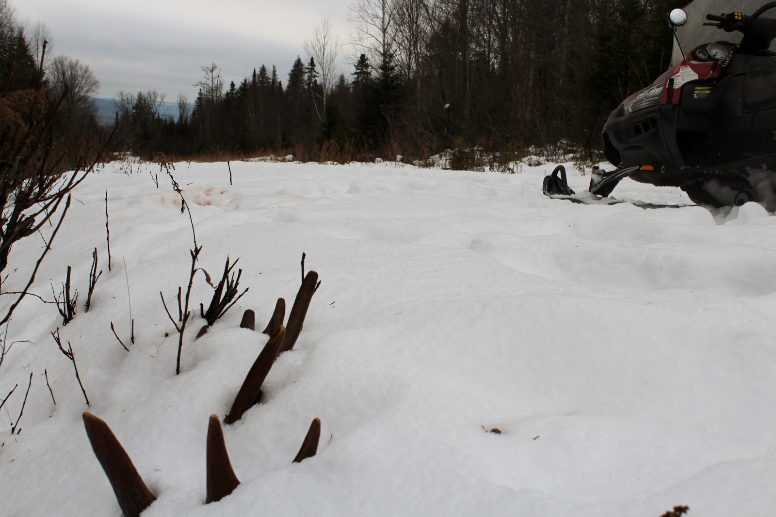 Moose Shed Hunting Tylor Kelly Camps & Kellys Northwoods Lodge