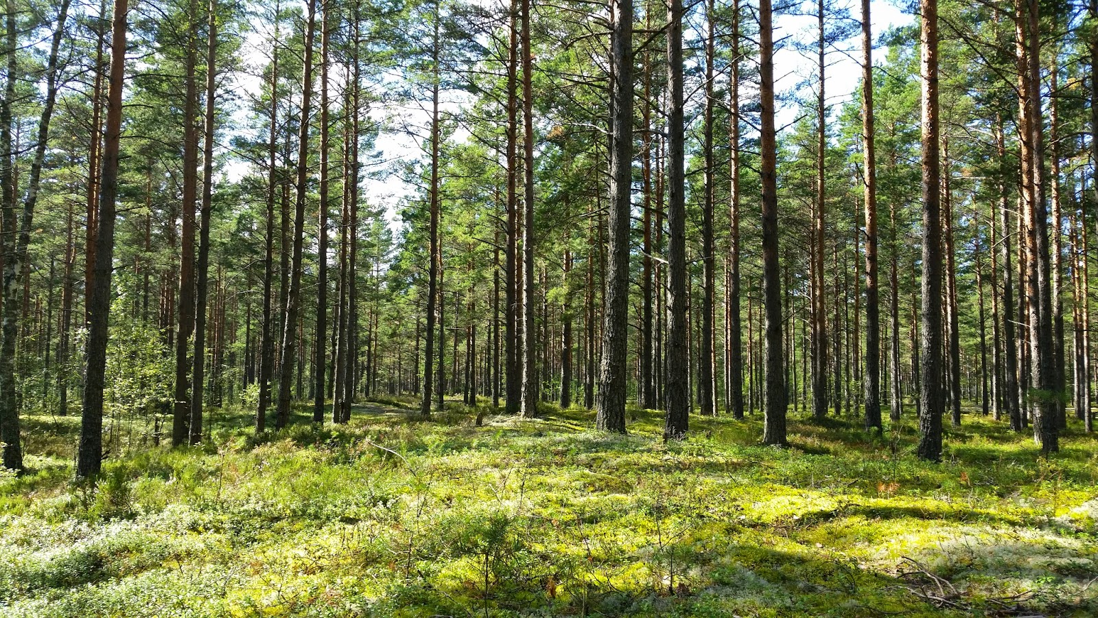 skogen skogen
