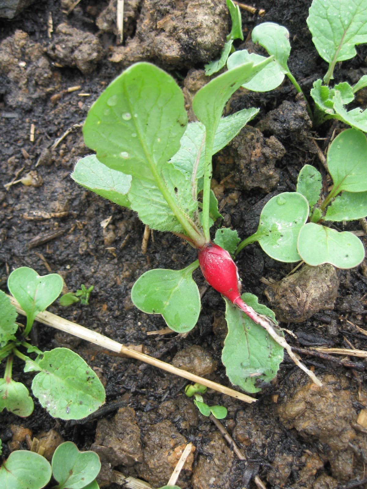 Fenton Friday Baby Radish