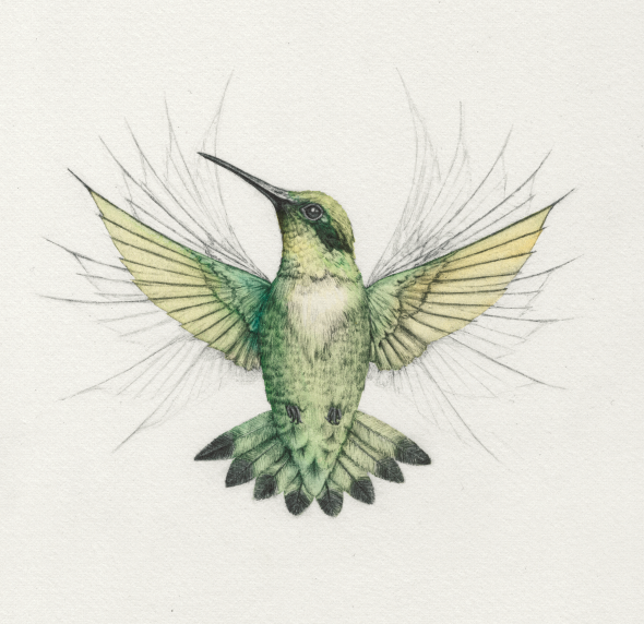 Sally Land Illustration: hummingbird.