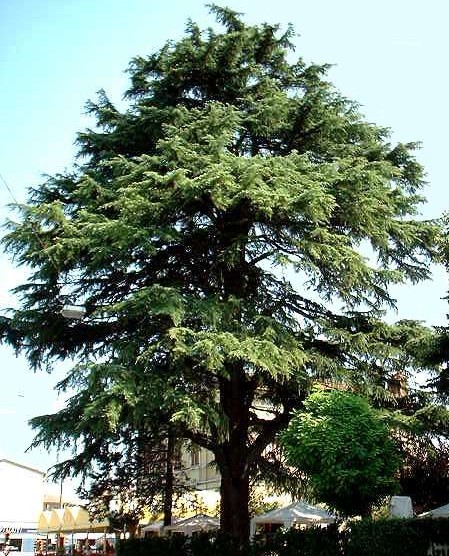 especies de árboles de arboles madereros como caoba cedro etc especies de árboles de arboles madereros como caoba cedro etc