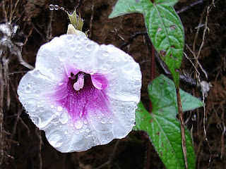 Types of Ipomoea Purpurea Flowers Types of Ipomoea Purpurea Flowers