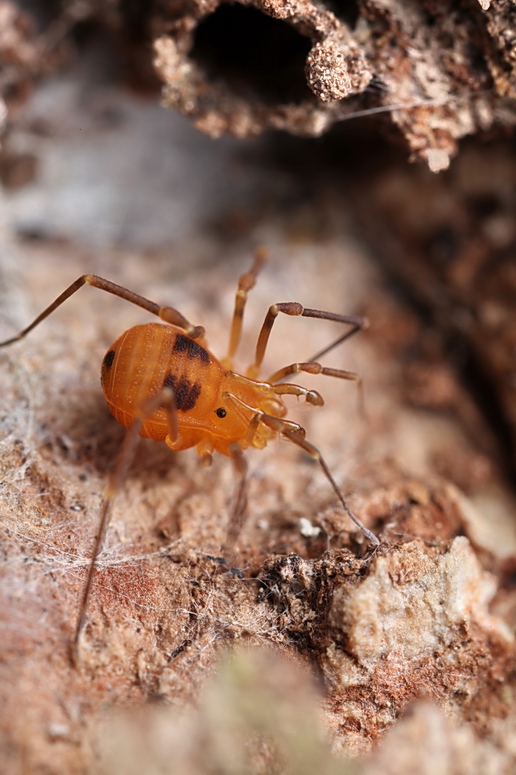 Samooidea Variety of Life