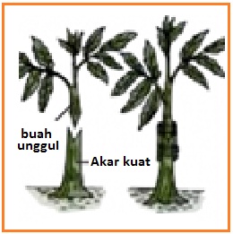 VEGETATIF TANAMAN BIOLOGI SD | INTI SARI BIOLOGI