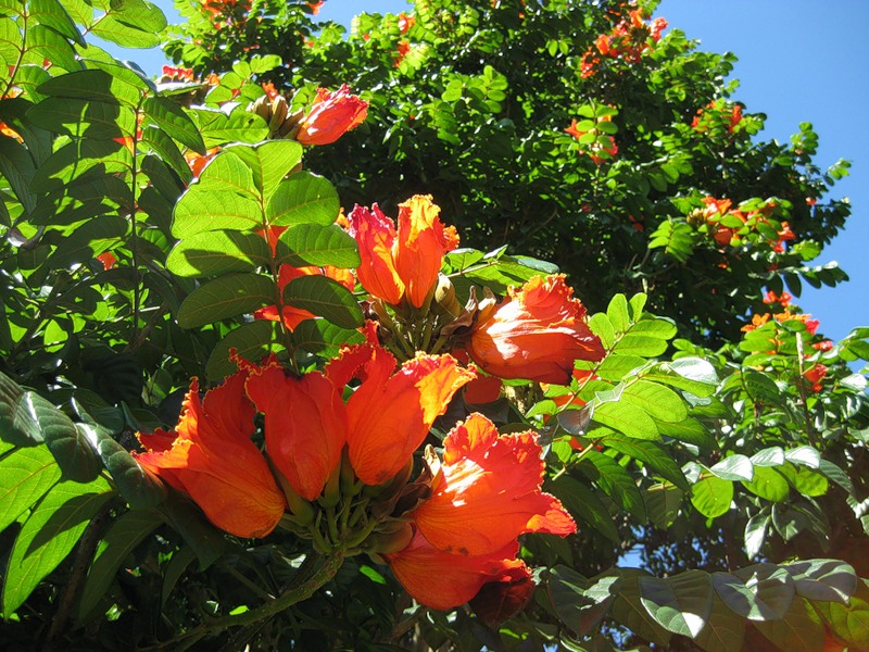 laleaC49FacC4B110 - Orman Alevi (Spathodea campanulata) laleaC49FacC4B110