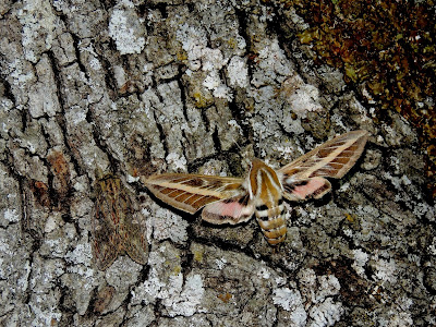 Hyles livornica & Peridea anceps Hyles livornica & Peridea anceps