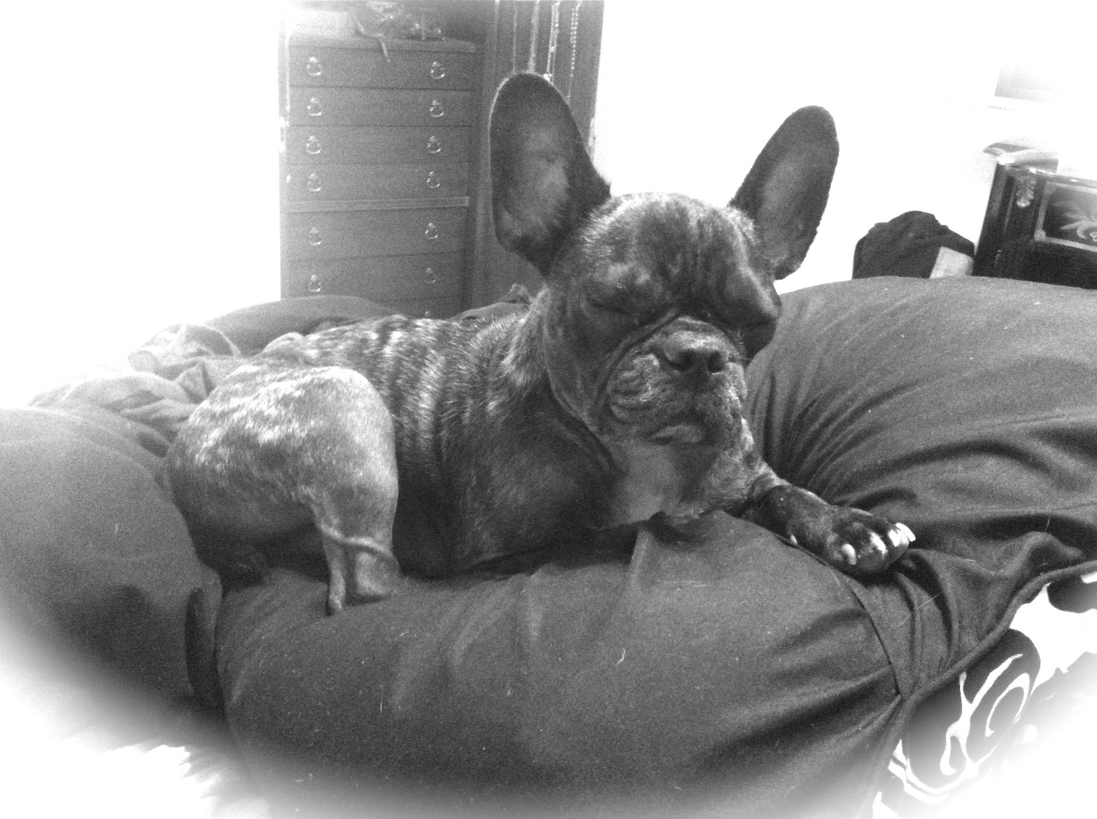 Fighting for Beau's Life Diaper rash cream for dogs?