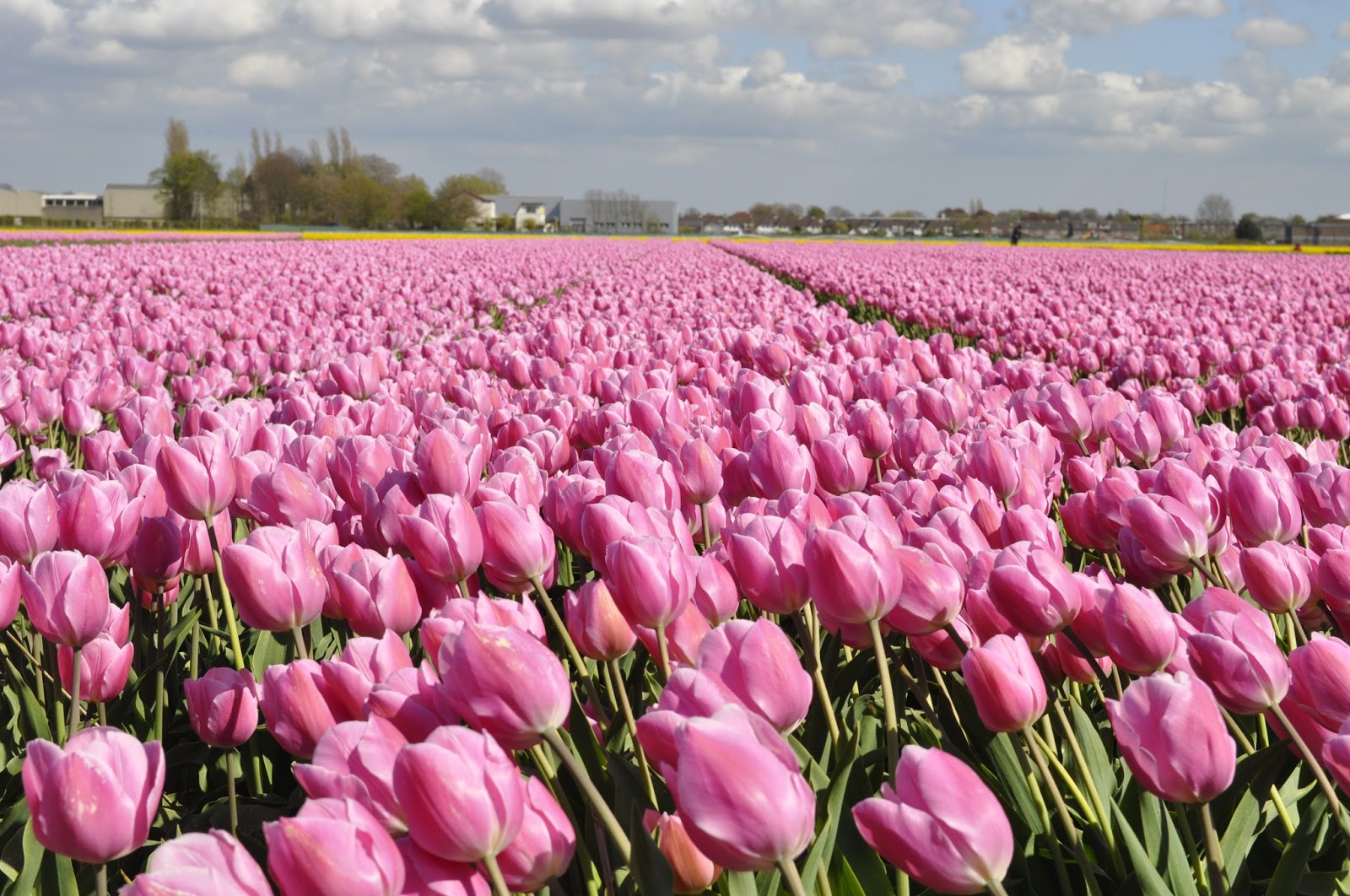 Amsterdam Home: OS CAMPOS DE FLORES NA HOLANDA, um passeio de bike