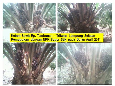 pupuk npk pupuk sawit kopi dan kakao pupuk npk pupuk sawit kopi dan kakao