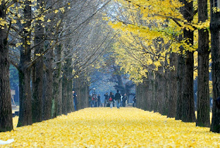 NAMI ISLAND KOREA NAMI ISLAND