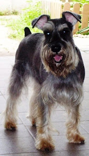 miniature schnauzer pets dog puppy puppies photo animal wallpaper miniature schnauzer pets dog puppy puppies photo animal wallpaper
