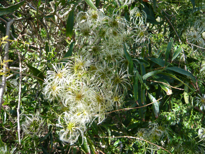 Bunya Mountains Camping