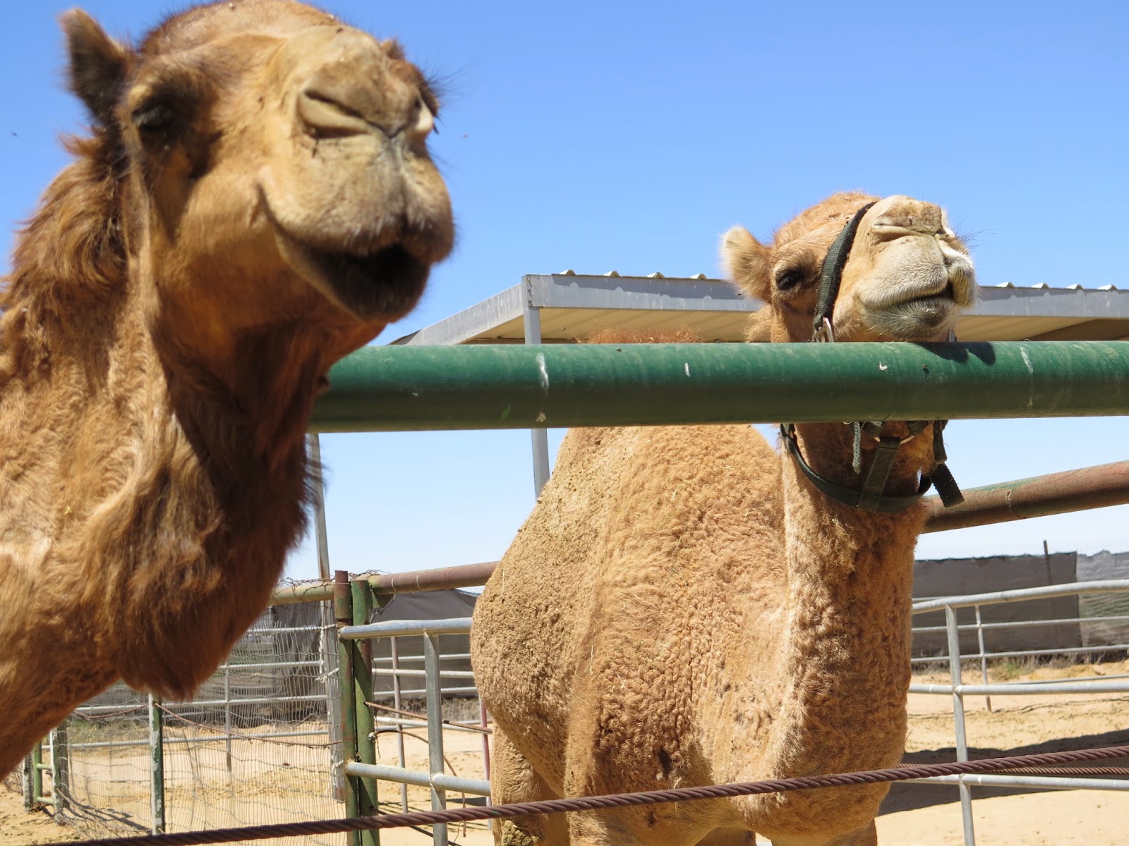 Where is Cookie? Desert critters, hybrids, rescue animals lead a happy