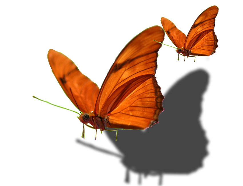 Julia's Art Blog Butterfly Shadow