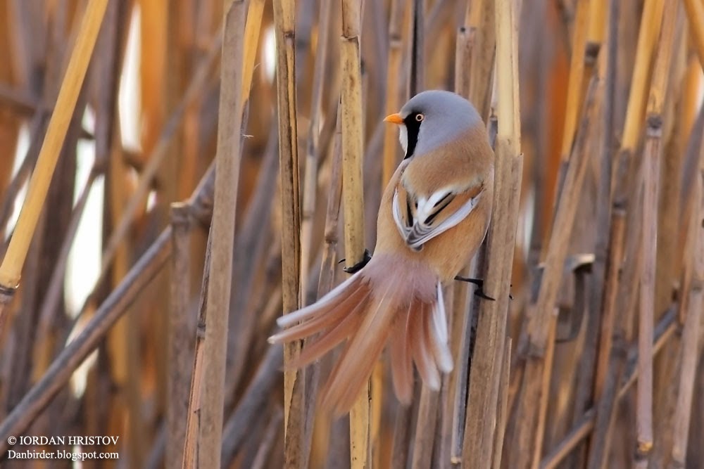Bearded Tit © Iordan Hristov bird photography in Bulgaria