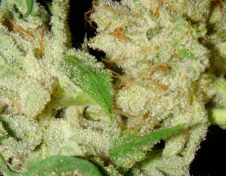 cultivation of marijuana