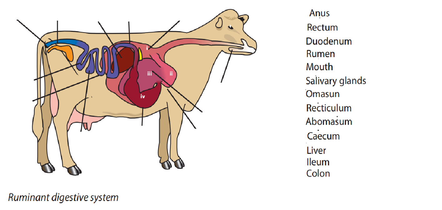 Magh Ag Sci: Ruminant Digestion