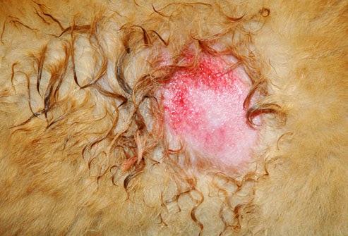 How To Treat Hot Spots On Dogs How To Treat Hot Spots On Dogs