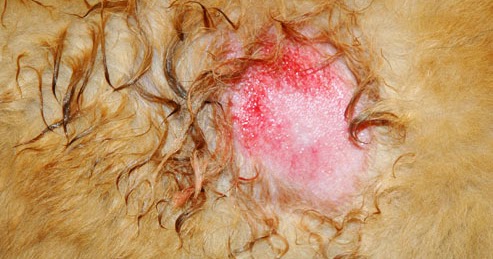 Over The Counter Treatment For Hot Spots On Dog Over The Counter Treatment For Hot Spots On Dog