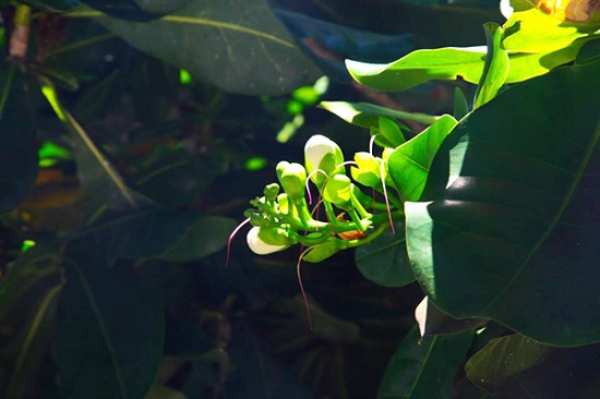 [Image: hoa-bang-vuong-2.jpg]